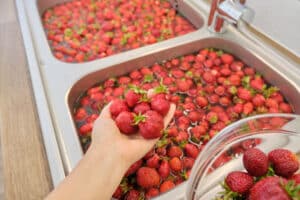 Read more about the article Dehydrator fruit rollups are easy and eco-friendly
