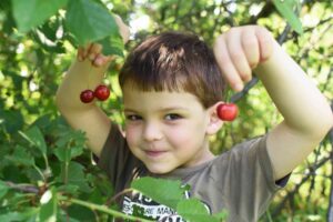 Ephraim Shores cherry season in Door County