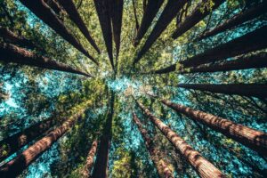 Sierra Coating Forest Stewardship Council Membership